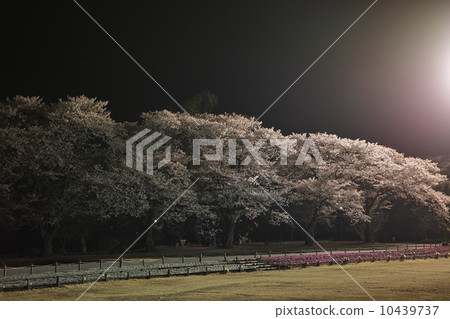 在公園的櫻花晚上 在公園的櫻花晚上 10439737
