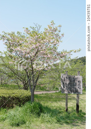 Kamatari Sakura (Kisarazu City) Kamatari Sakura (Kisarazu City) 10439781