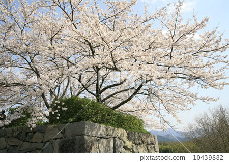 Cherry tree in Ishigaki Cherry tree in Ishigaki 10439882