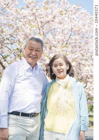 站立在櫻花前面的資深夫婦 10440371