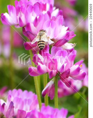 Bee&Renge Bee&Renge 10440669