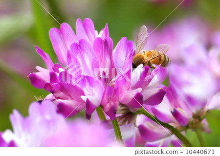 Bee & Renge Bee & Renge 10440671
