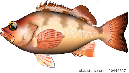 魚類插圖:“石斑魚(一種石斑魚)”,向量格式,白色背景(PNG 具有透明背景),單張圖片。 魚類插圖:“石斑魚(一種石斑魚)”,向量格式,白色背景(PNG 具有透明背景),單張圖片。 10440837
