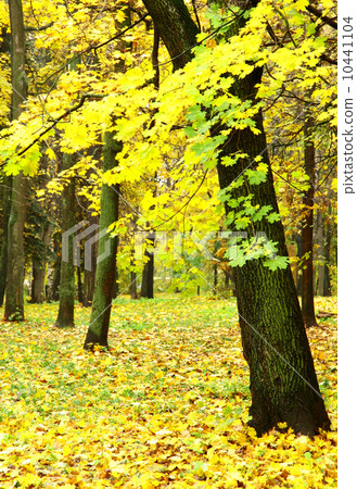 Colorful foliage in the autumn rainy park 10441104