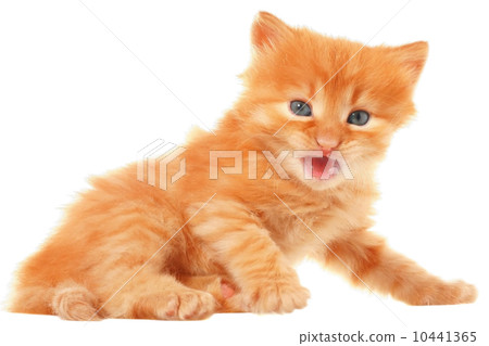 Orange kitten lays on a side view 10441365