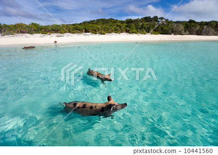 Swimming pigs of Exuma 10441560