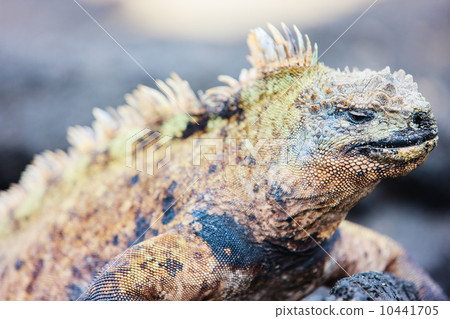 Male marine iguana Male marine iguana 10441705