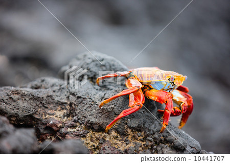 Sally lightfoot crab Sally lightfoot crab 10441707