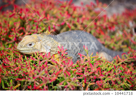 Land iguana 10441718