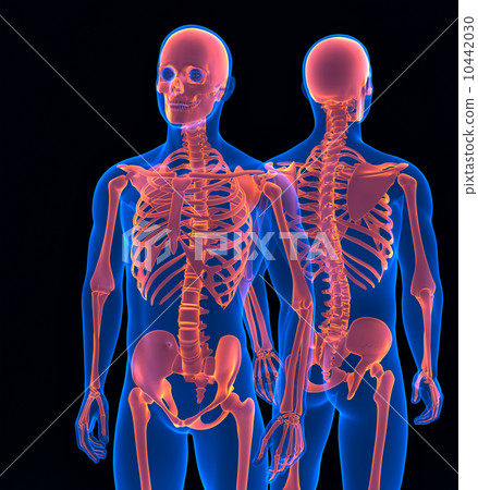 Human skeleton close up. Front and back view. Contains clipping path Human skeleton close up. Front and back view. Contains clipping path 10442030