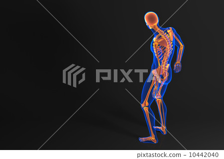 Human skeleton. Rear view. Contains clipping path Human skeleton. Rear view. Contains clipping path 10442040