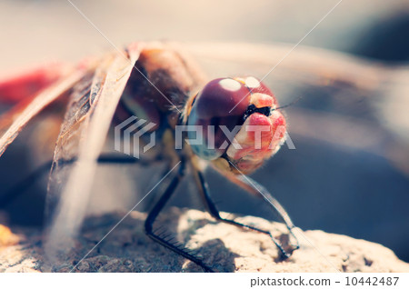 Dragonfly Dragonfly 10442487