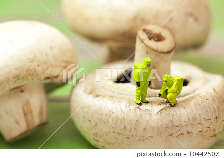 Group of people in protective suit inspecting a mushroom 10442507