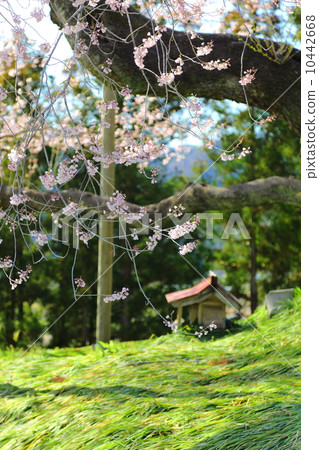 Cherry blossoms in Tozumi 10442668