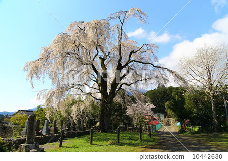 Itozakura between the original 10442680