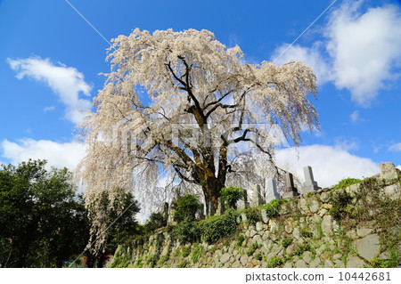 Itozakura between the original 10442681