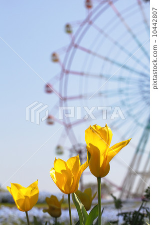 Tulip yellow flower and Ferris wheel 10442807