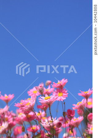 Rhodanse and the blue sky 10442808