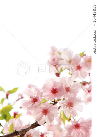 Yaigaku Higan 10442819