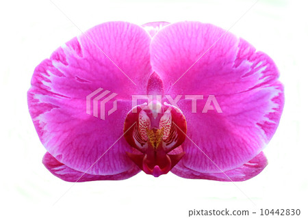 Blooming orchid on white background 10442830