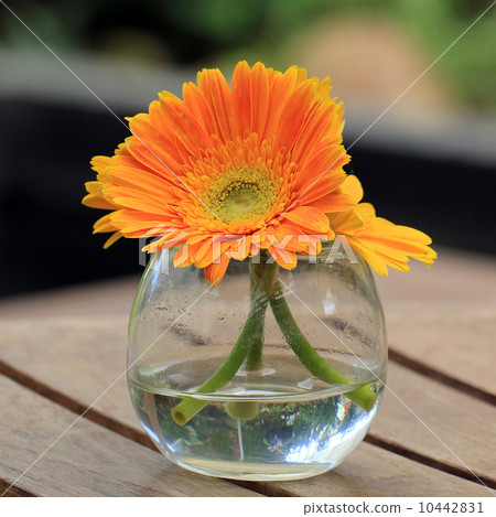 Beautiful gerbera or Barberton daisy 10442831