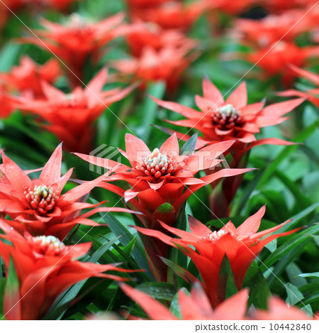 beautiful guzmania magnifica flower 10442840