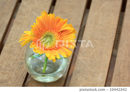 Beautiful gerbera or Barberton daisy 10442842