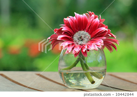 Beautiful gerbera or Barberton daisy Beautiful gerbera or Barberton daisy 10442844