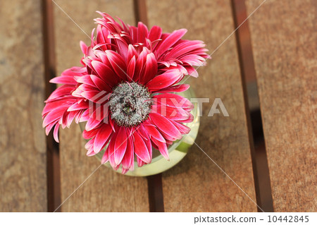 Beautiful gerbera or Barberton daisy 10442845