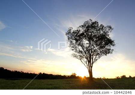 silhouette of lonely tree at sunset 10442846