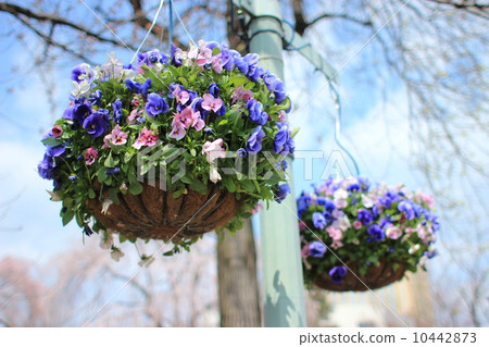 Hanging basket 10442873