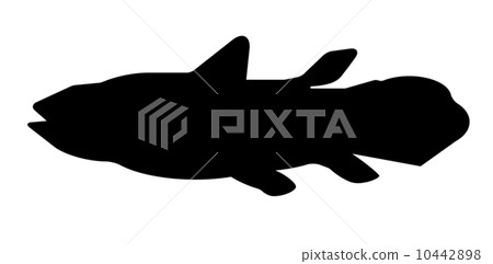 Coelacanth silhouette 10442898