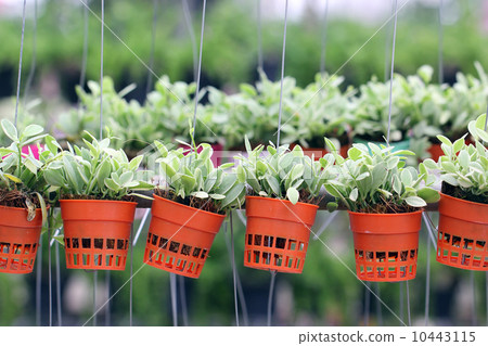 dischidia nummularia climb or green creeper plant 10443115