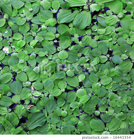 duckweed 10443354