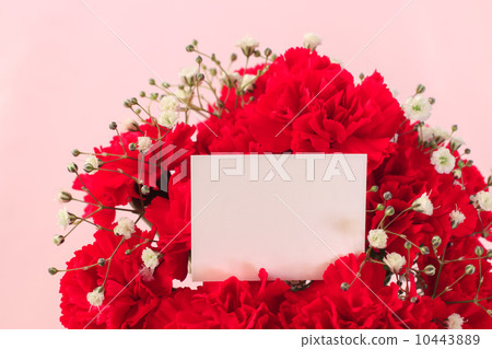 Carnation  10443889