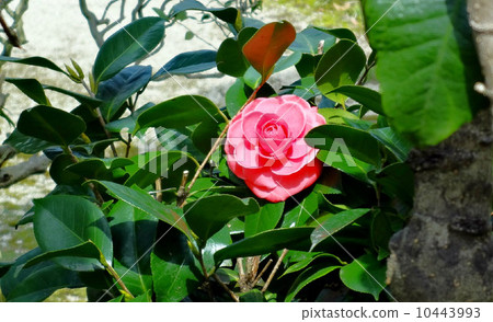 茶花 10443993