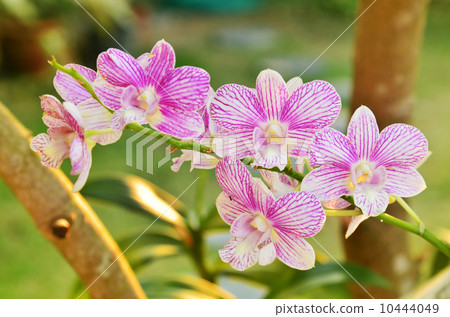 Orchid Orchid 10444049