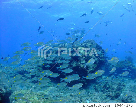 Kerama海島國家公園沖繩潛水群水下 10444176