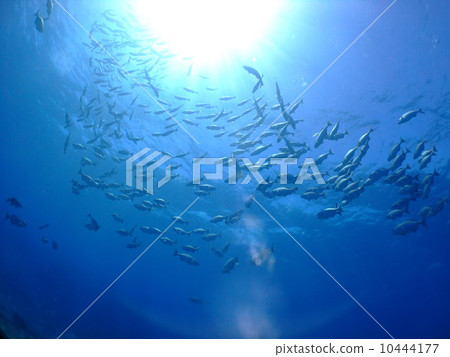 Kerama海島國家公園沖繩潛水群水下 Kerama海島國家公園沖繩潛水群水下 10444177