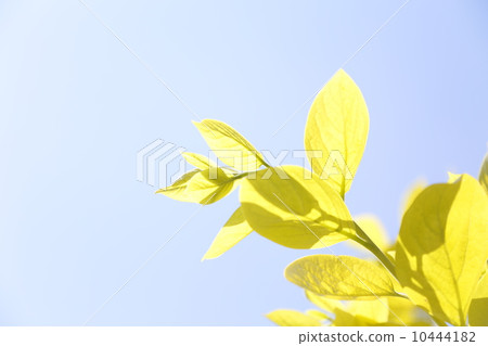 發芽 發芽 10444182