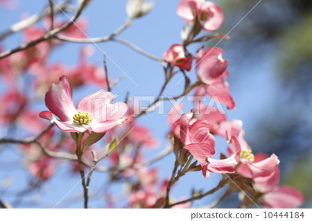 春天山茱萸 10444184