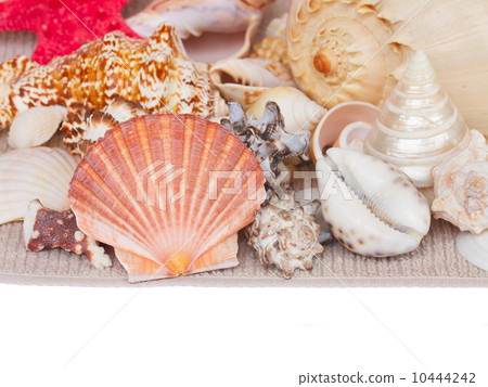 seashells border 10444242