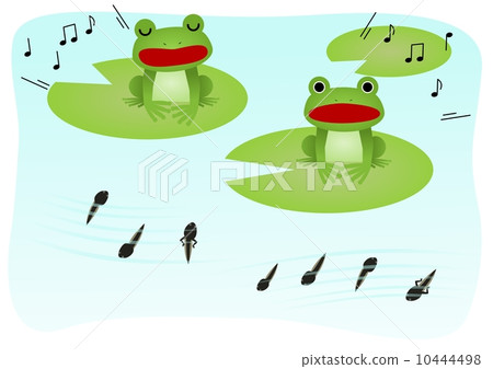 Frog tadpoles 10444498