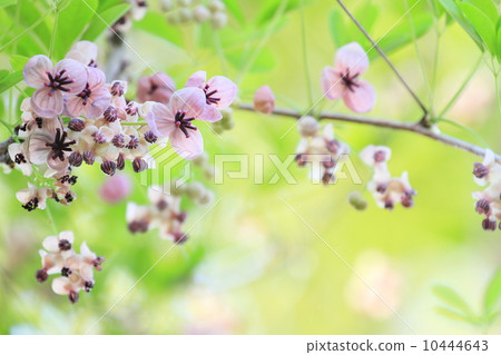 Akebi flower 10444643