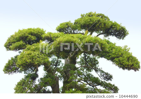 Garden of inhumane treed 10444690