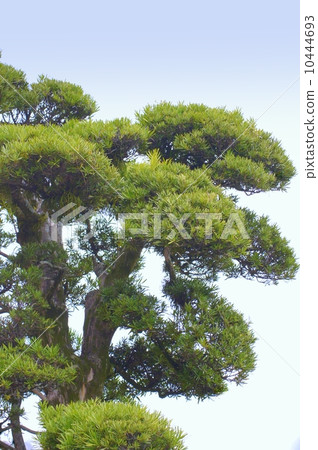 Garden of inhumane treed 10444693