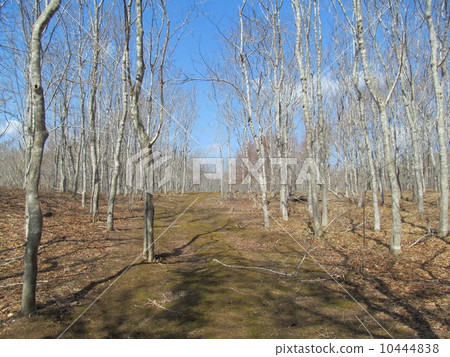 Mountain path and forest 10444838
