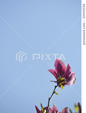 Shimokuren (purple black lotus) 10445056