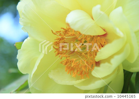 按鈕(花王) 按鈕(花王) 10445165