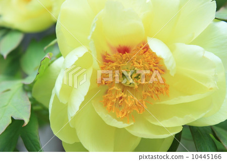 按鈕（花王） 10445166